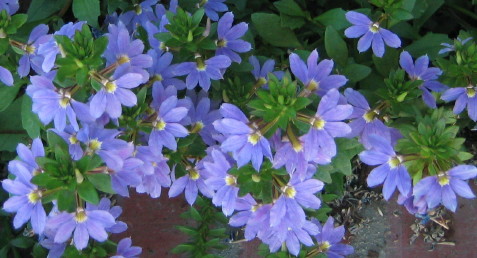 blue flowers. lue flowers