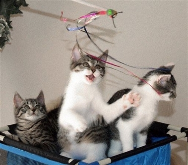 kucing. hanya indah di gambar.