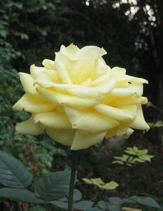 yellow rose flowers images. yellow rose opened