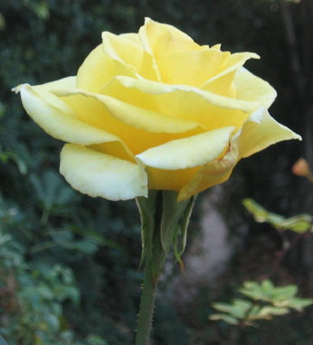   yellow_rose.jpg