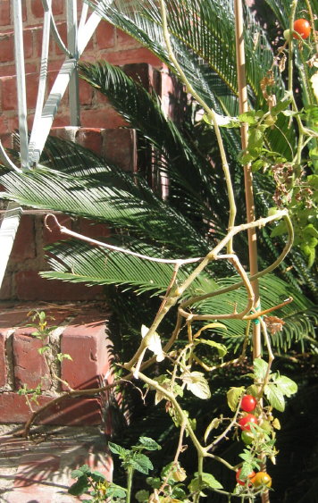 tomato plant in steps