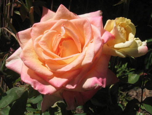 pink yellow rose