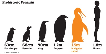 prehistoric penguin