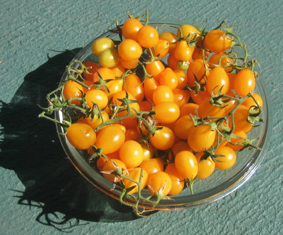 gold rush tomatoes