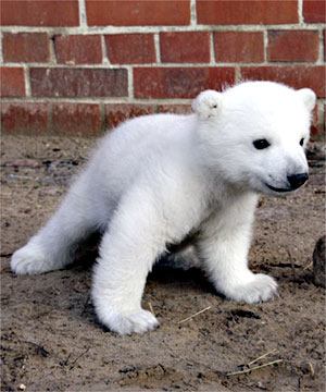 knut_polar_bear_cub.jpg
