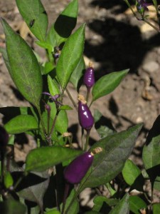 purple_peppers