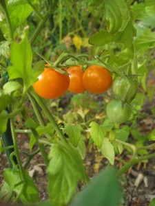 small_tomatoes_2