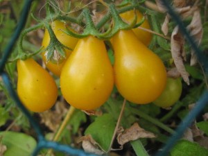 small_tomatoes_3
