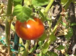 tomato_harvest_1