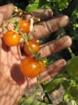 tomato_harvest_2
