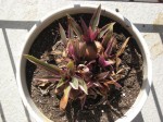 mushrooms_in_plant_1