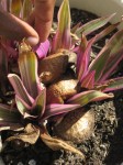 mushrooms_in_plant_2