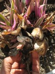 mushrooms_in_plant_3