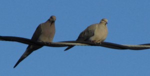 mourning_doves_2