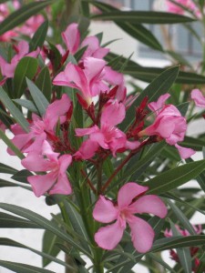 oleander_flowers