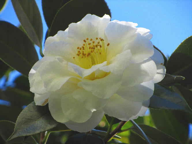 camellias tree