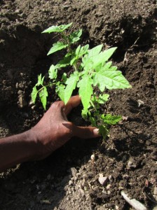 tomato_planting