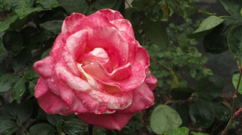 mothers_day_rose_2013