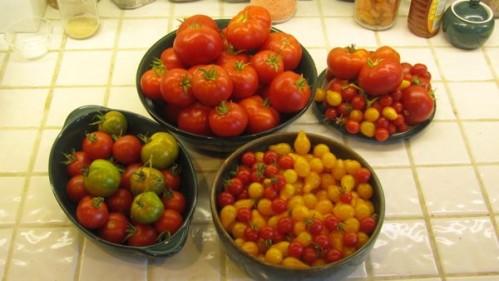 tomatoes_galore