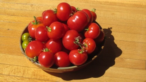 tomato_surplus_1