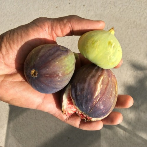first_figs_2014