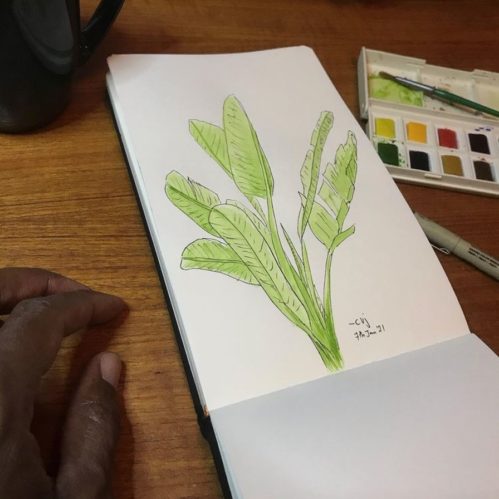 Sketch of strelitzia plant, colour all green.